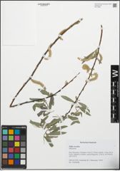 Foto von Salix excelsa S. G. Gmel.